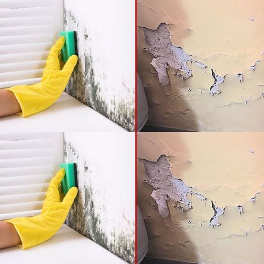 Dom wolny od wilgoci: Naturalny sposób na osuszenie i piękny zapach w całym domu