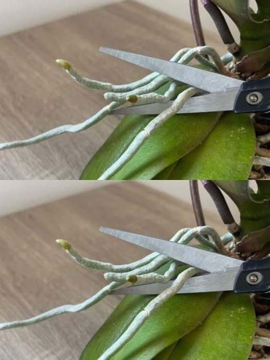 Sekrety Pielęgnacji Storczyków: Unikaj Typowych Pułapek i Ciesz Się Kwitnącym Sukcesem