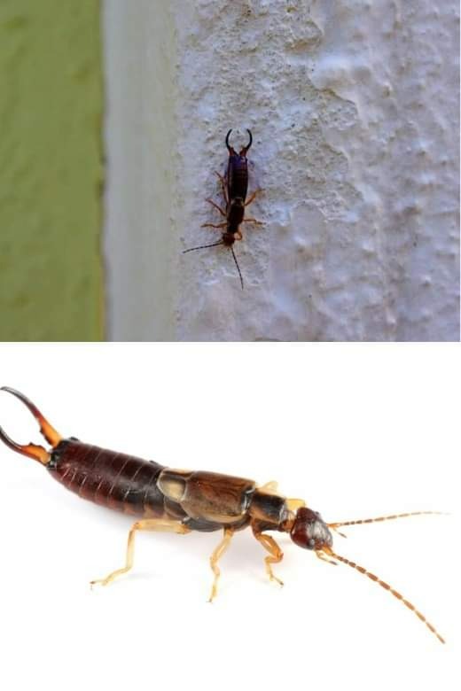 Biedronka, ważka, świetlik… wszystko, co musisz wiedzieć o małych owadach lata