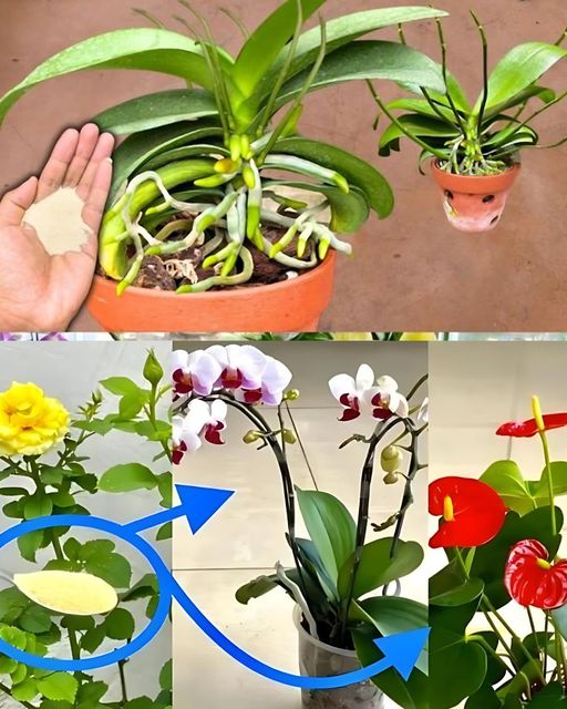 Wystarczy jedna łyżeczka, a wszystkie Twoje rośliny będą miały coraz więcej kwiatów!