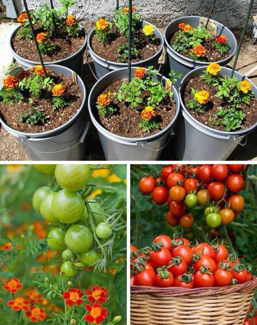 Dlaczego warto uprawiać nagietki z pomidorami i 20 innymi roślinami towarzyszącymi pomidorom