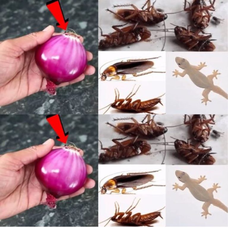 Jak uchronić dom przed insektami za pomocą sody oczyszczonej?