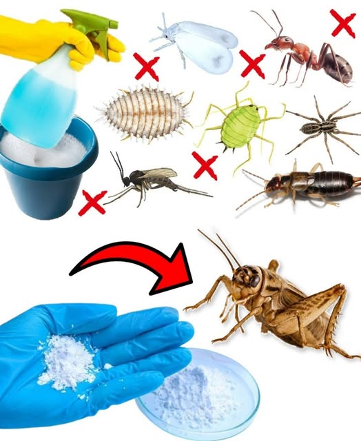 Te kuchenne odpady są naturalnym lekarstwem na te owady i nie każdy o tym wie