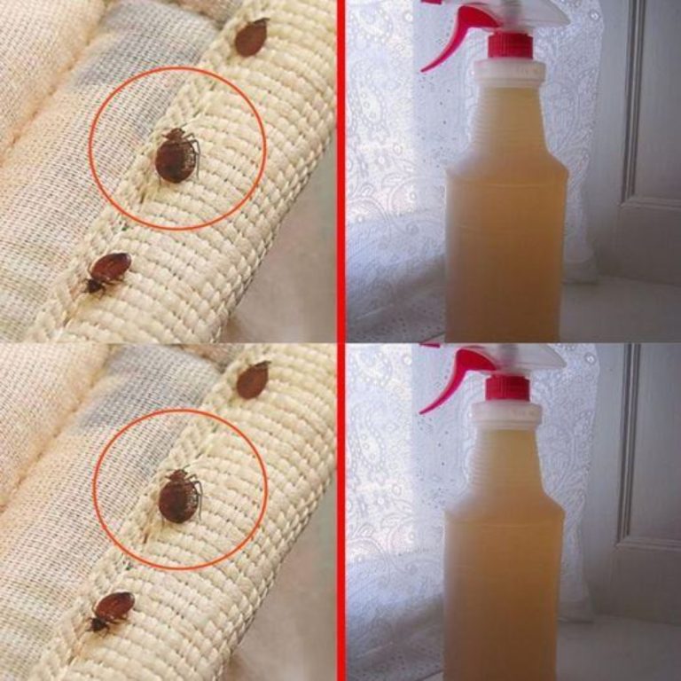 Jak pozbyć się pluskiew w materacu