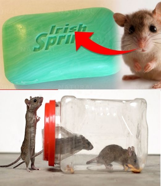 Te trzy rośliny o jaskrawych i aromatycznych kwiatach mogą pomóc w odstraszaniu myszy od domu, twierdzą eksperci.