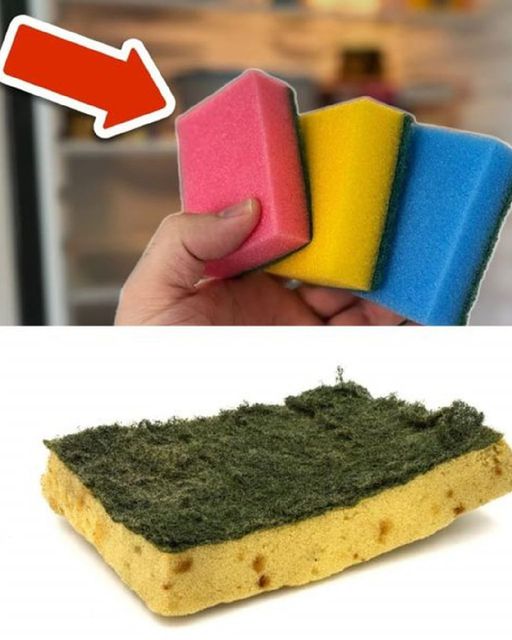 Nie wyrzucaj starych gąbek do mycia naczyń – mogą chronić i wspomagać wzrost Twoich roślin