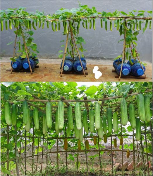 9 pomysłów na kratownice do ogórków DIY dla łatwego zbioru i maksymalnego wykorzystania potencjału ogrodu