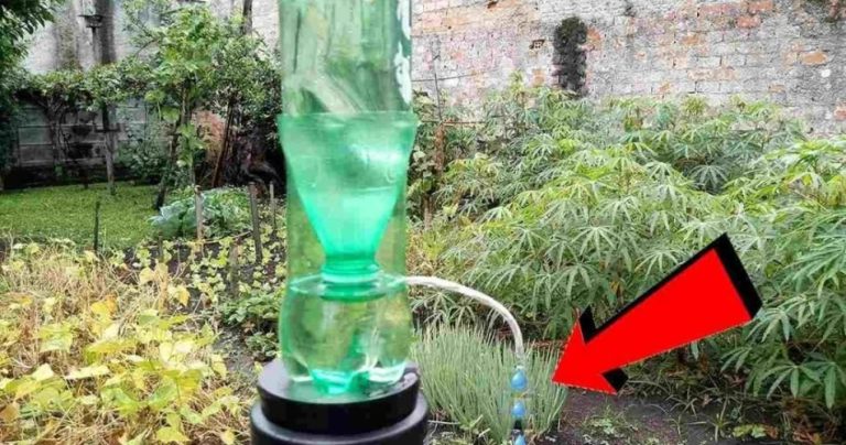 Jak zrobić domowy zraszacz kroplowy: wystarczy 10 centów