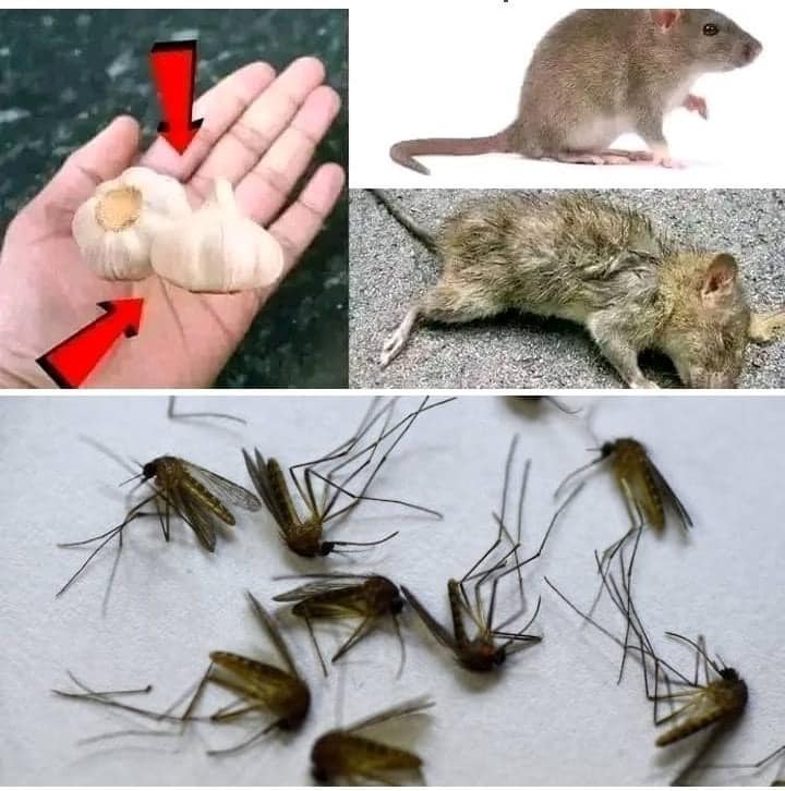 Łatwo pozbądź się szczurów i komarów za pomocą kilku ząbków czosnku
