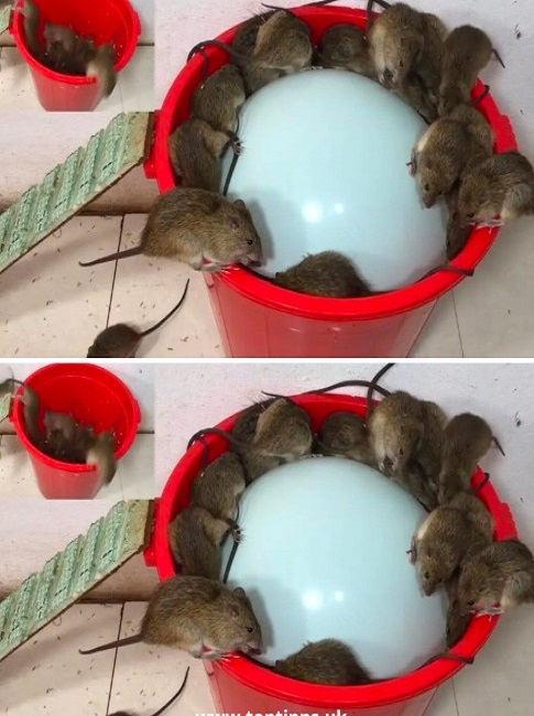 6 roślin odstraszających, które trzymają szczury i myszy z dala od Twojego domu