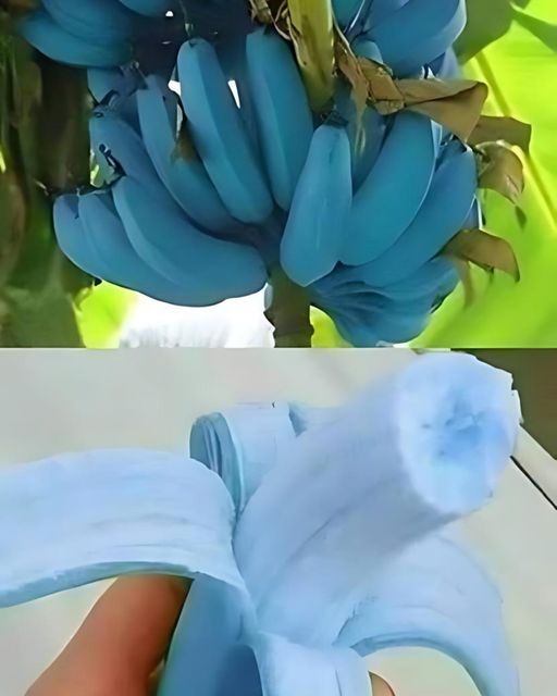 Niebieskie banany: wyjątkowy owoc z Hawajów i Azji Południowo-Wschodniej
