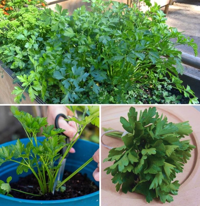 Wszystko, co musisz zrobić, aby mieć długotrwałą i bujną roślinę pietruszki