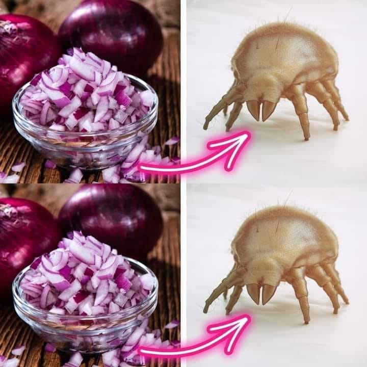 Pożegnaj się z roztoczami kurzu raz na zawsze dzięki tym prostym sztuczkom z czerwoną cebulą