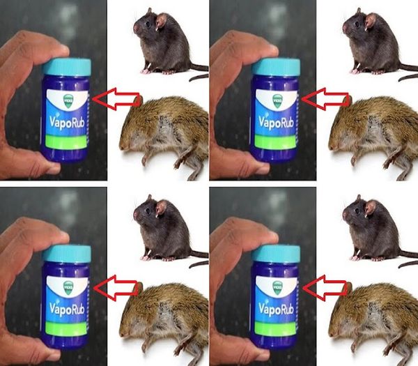 Pewny sposób na pozbycie się szczurów z domu: użyj maści Vick Vaporub!