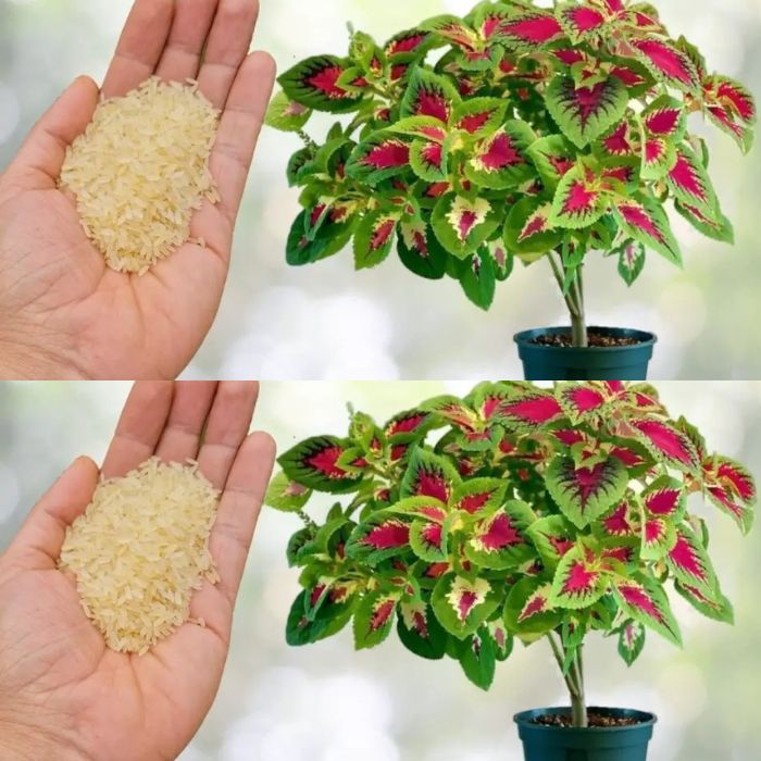 Genialny trik, który pozwoli Ci łatwo uratować umierającą orchideę