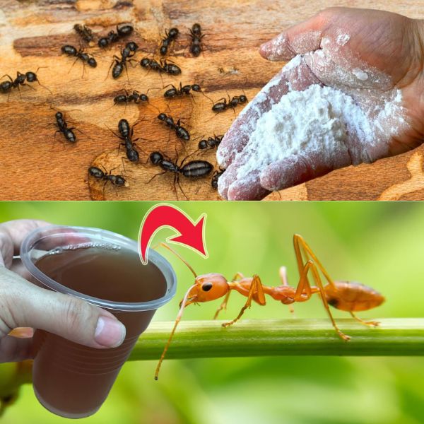 Żegnajcie mrówki dzięki temu niedrogiemu naturalnemu rozwiązaniu: Game Changer