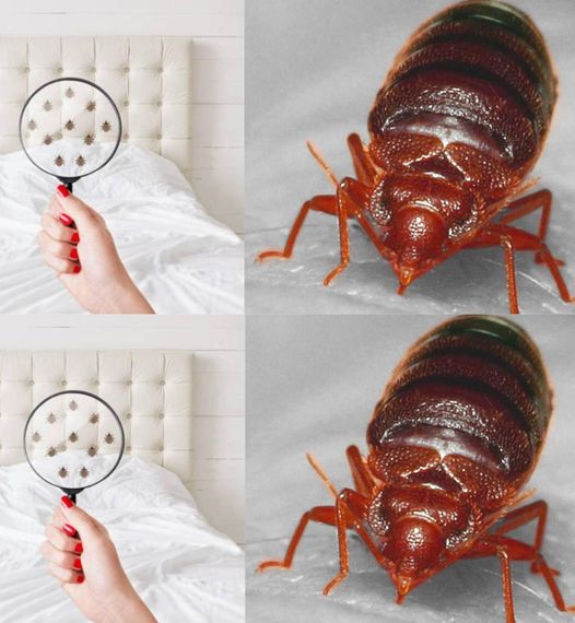 Mocna mieszanka z goździkami do eliminowania pluskiew