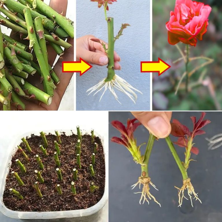 100% sukcesu! Wyhoduj róże z sadzonek za pomocą tego domowego nawozu
