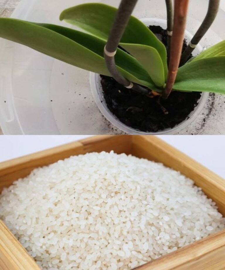 1 szklanka miesięcznie i nawet suchy pień pokryje się kwiatami: moja orchidea kwitnie cały rok!