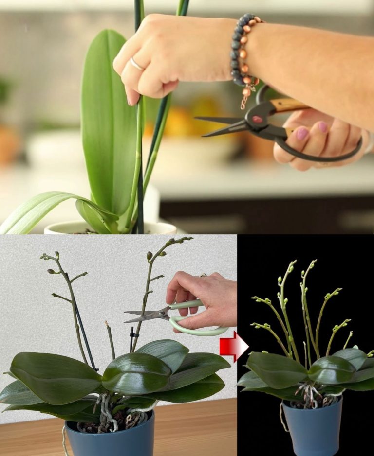Przytnij łodygę storczyka, a efekt Cię zaskoczy: co stanie się po 24 godzinach