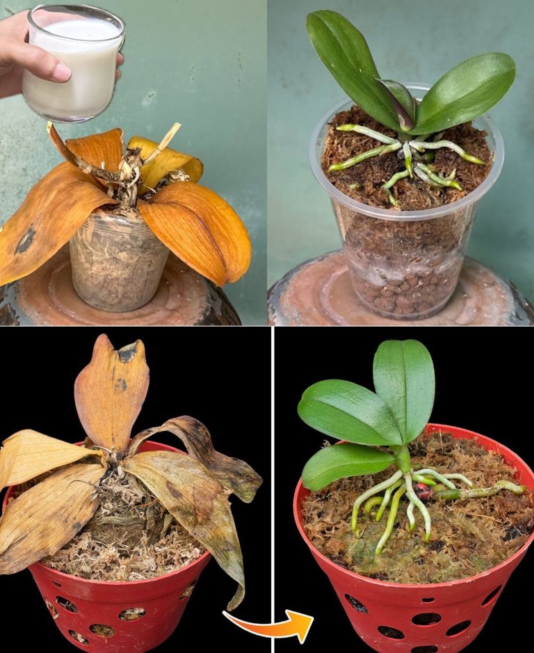 Orchidee: Jak sprawić, by rosły bujnie przez lata