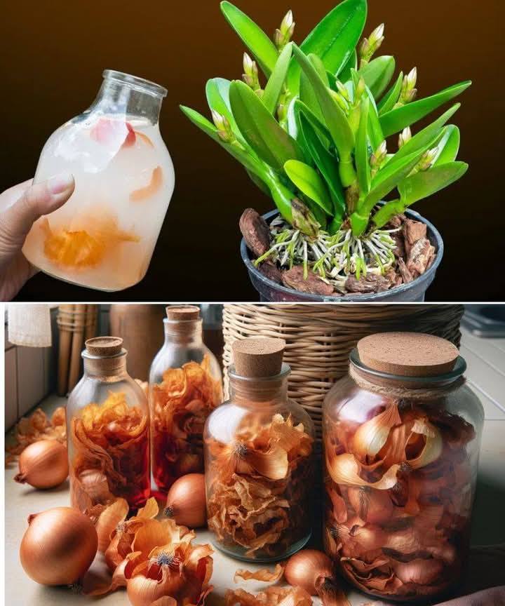 Storczyki rosną jak szalone: ​​używam wody z łupin cebuli. Dzielę się jedzeniem