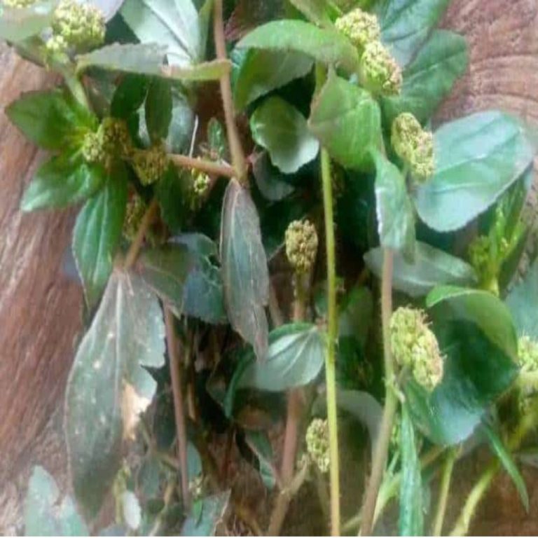 Roślina, którą widzisz na zdjęciu, jest jedną z najcudowniejszych roślin na świecie