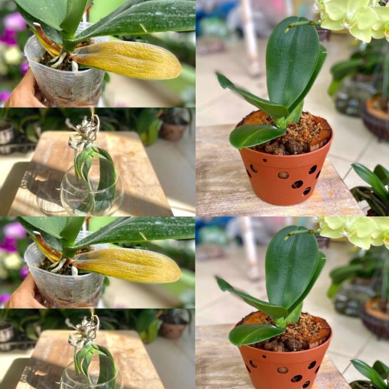 10 prostych i praktycznych wskazówek dotyczących uprawy storczyków w domu