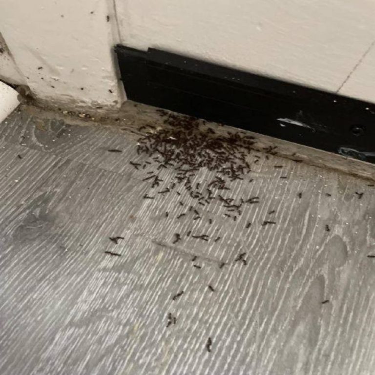 Każdego ranka matka odkrywała w pokoju swojej córki dziwną stertę rzeczy, aż pewnego dnia w końcu zdała sobie sprawę, że to...