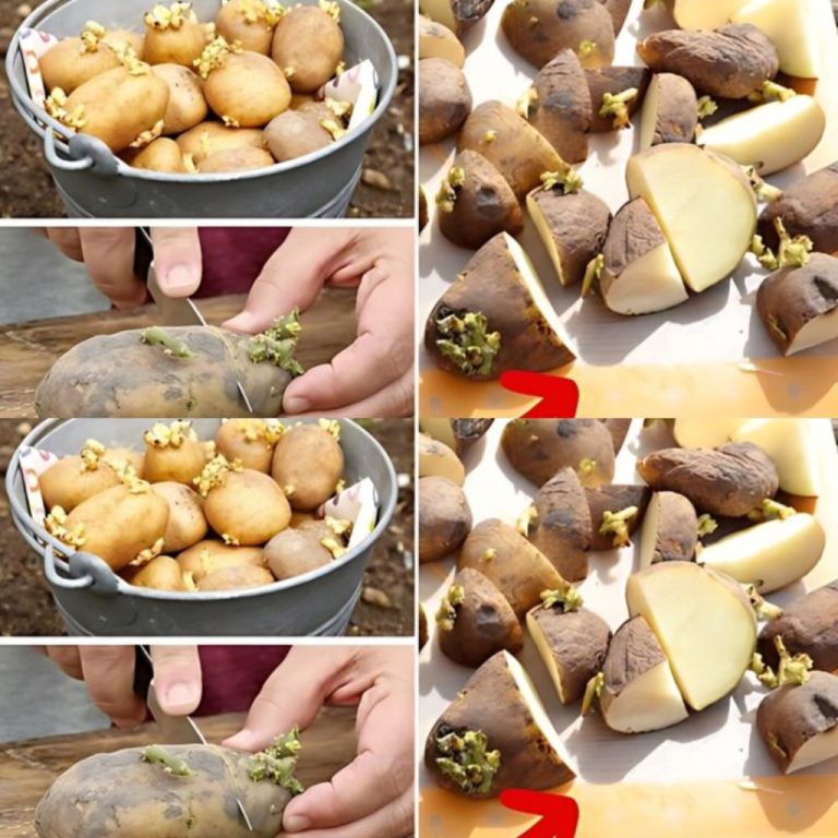 Dlaczego należy przycinać ziemniaki przed sadzeniem?