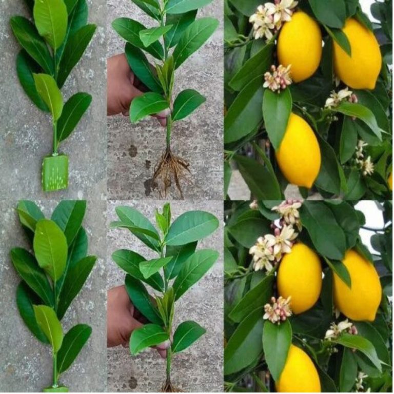 Dlaczego drzewa cytrynowe nie kwitną: możliwe przyczyny i rozwiązania