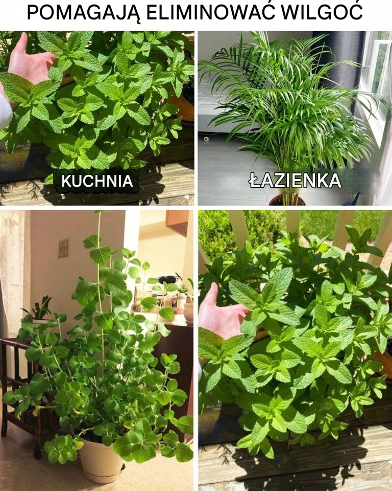 10 roślin, które mogą absorbować wilgoć z domu