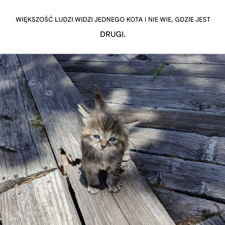 Większość ludzi widzi jednego kota i nie wie, gdzie jest drugi.