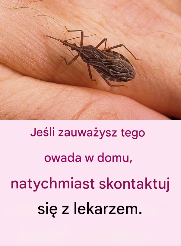 Ten mało znany owad jest bardzo niebezpieczny, nigdy się do niego nie zbliżaj!