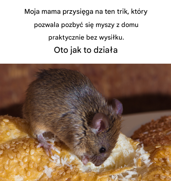 Pomoc! Mysz w domu
