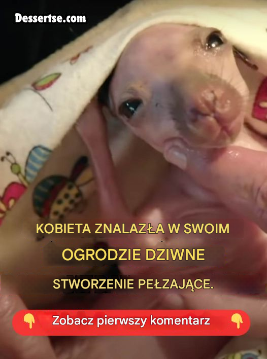 Kobieta znajduje dziwne stworzenie pełzające w jej ogrodzie. Gdy zdała sobie sprawę, co się stało, było już za późno.