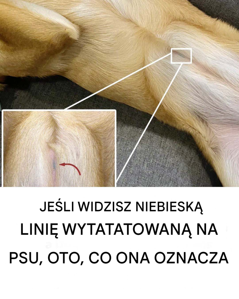 Jeśli widzisz niebieską linię wytatuowaną na psie, oto co ona oznacza