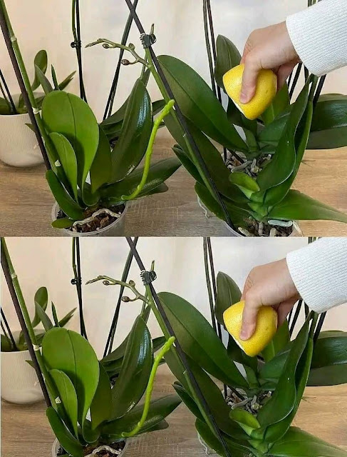 Orchidea: jak mieć piękne kwiaty i zadbać o zdrowie rośliny?