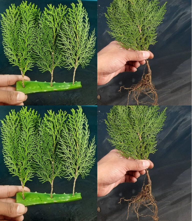 Jak rozmnażać cyprysy i tuje w prosty sposób: oto technika ogrodników