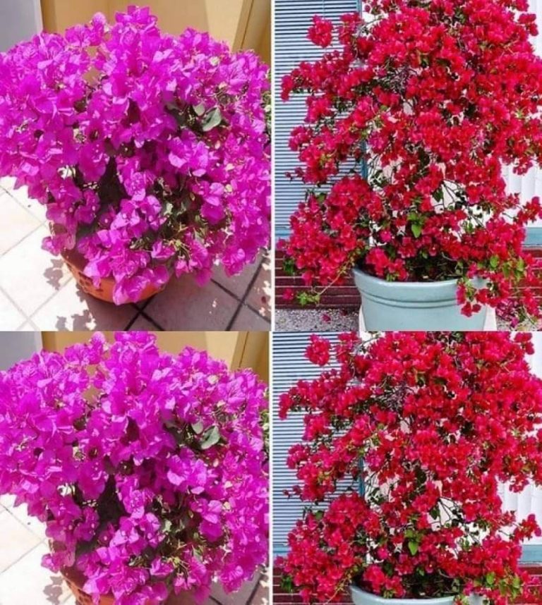 Dzięki szczypcie tego środka każdy kwiat, który masz w domu, zakwitnie natychmiast.