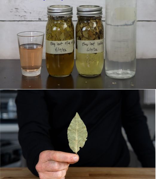 Liście laurowe zanurzone w garnku z olejem: niezliczone i natychmiastowe korzyści