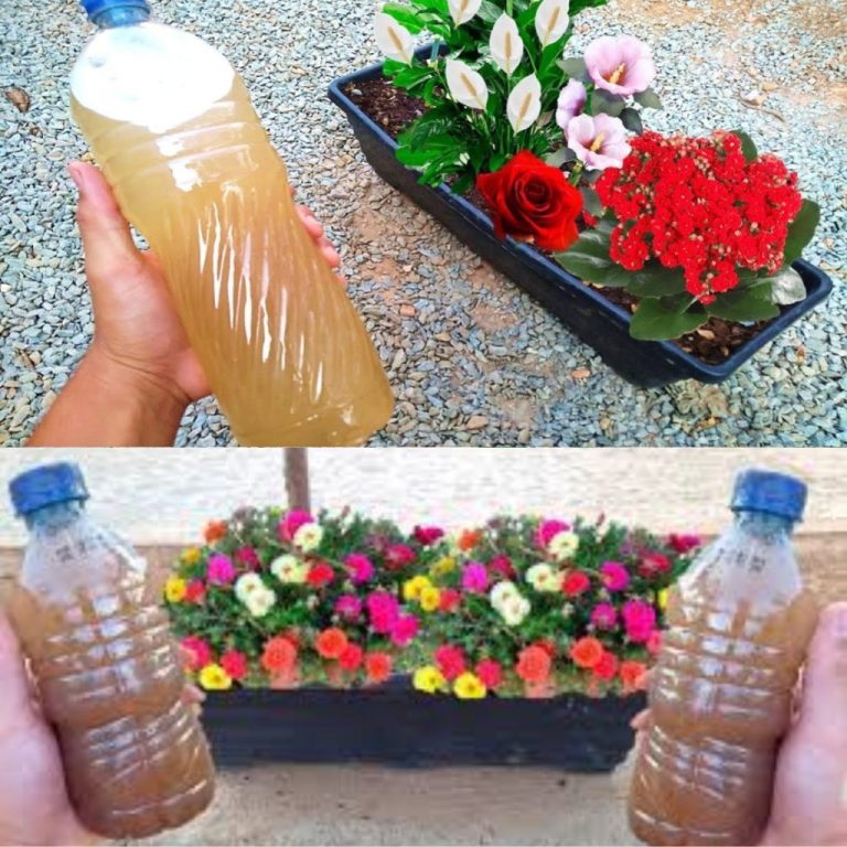 Stosuj regularnie, aby sadzić, zbierać więcej kwiatów i zbierać skrobię: niekończący się sukces