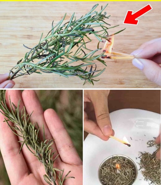 Spal 1 gałązkę rozmarynu w domu i zobacz, co się stanie po 10 minutach