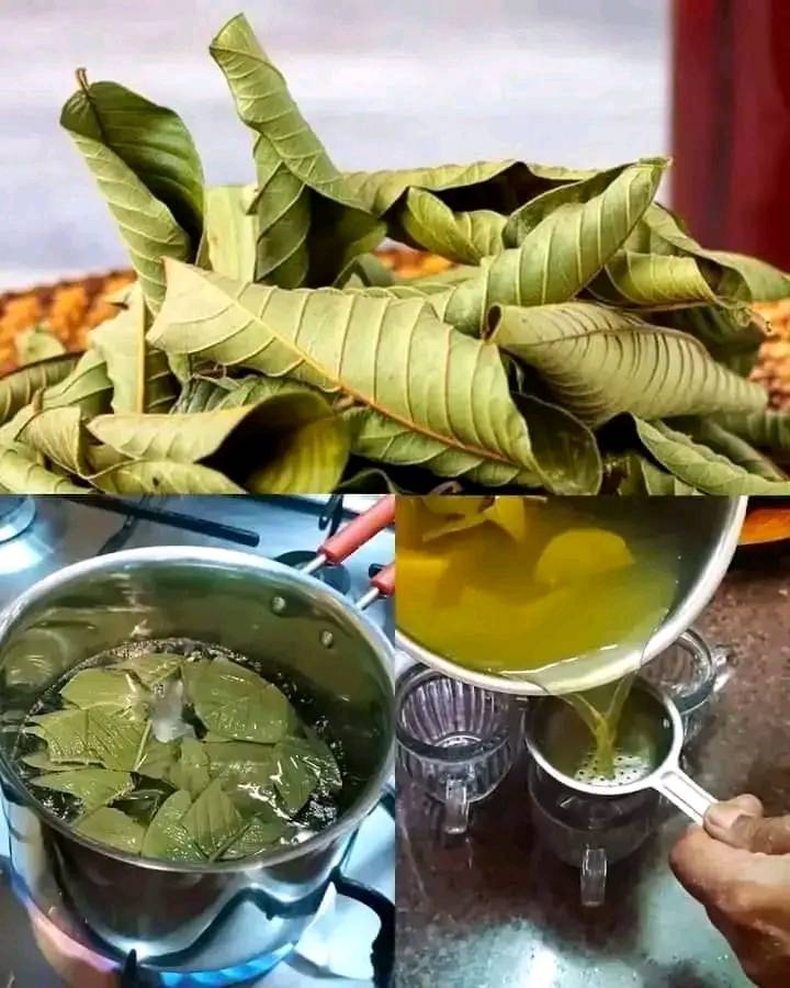 Dowiedz się więcej o liściach guawy.