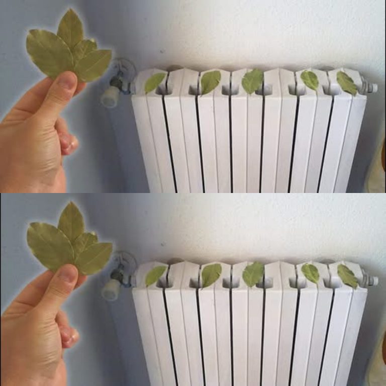 Jak zaoszczędzić pieniądze zimą, umieszczając liście laurowe na kaloryferze