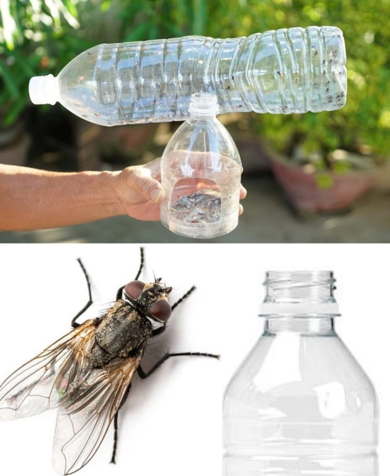Oto jak w domu zrobić pułapkę na muchy i komary: zajmie to tylko kilka minut!