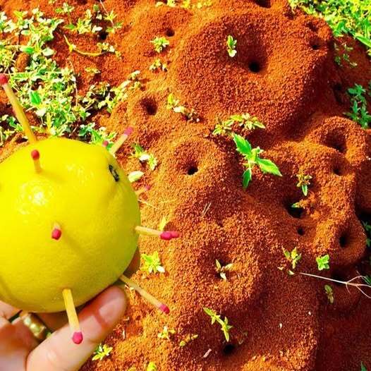 🐜 Wystarczy 1 godzina, aby zabić wszystkie mrówki w sposób naturalny – bez użycia trucizny! 🍋🔥