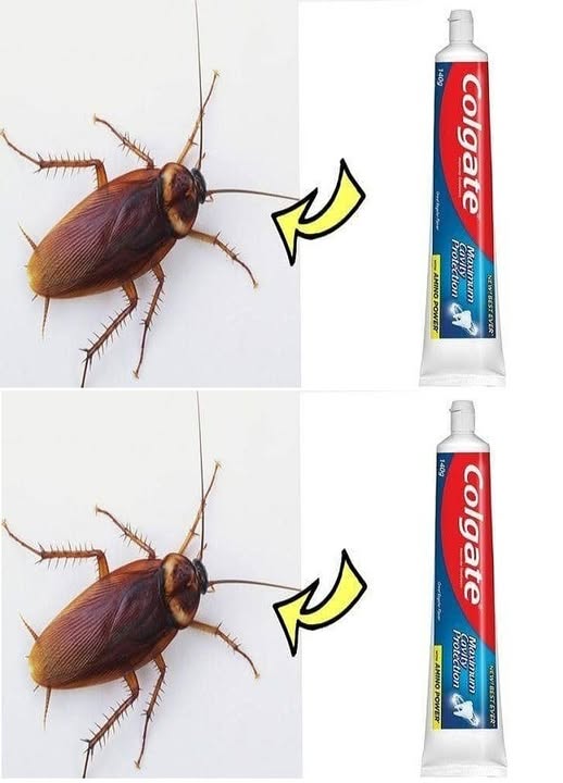 Domowy środek na karaluchy z Colgate i popularnych składników 🪳✨