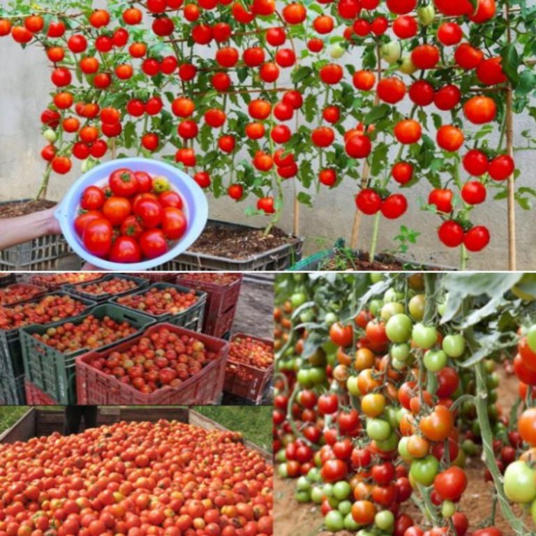 Naturalny nawóz, dzięki któremu pomidory rosną 10 razy szybciej