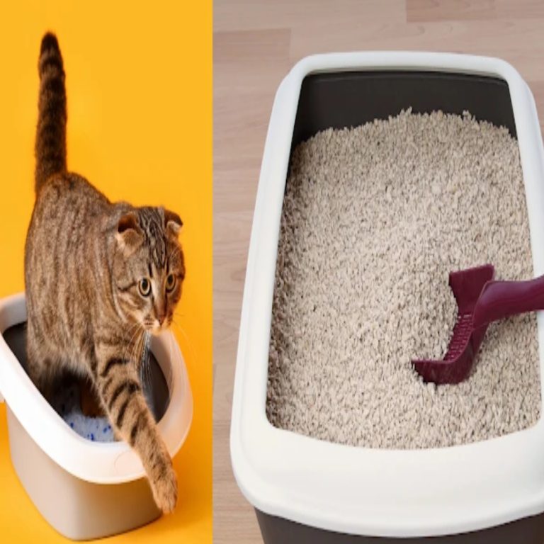 Oto jak zrobić kompostowalną ściółkę dla kota: ekologiczne i oszczędzające pieniądze porady